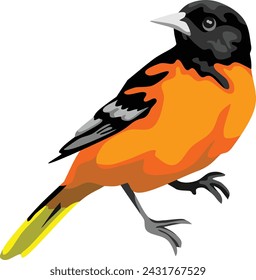 Baltimore Oriole Vogel Tier Vektor