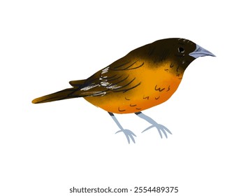 Baltimore Oriole bird clipart, isolated vector illustration.