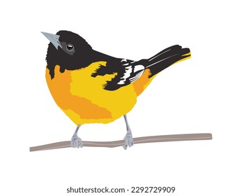 Baltimore oriole bird in flat illustration. Orange Songbird isolated on white background. Vector illustration