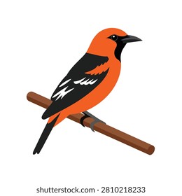 Baltimore Oriole Bird Perched on a Branch Vector Illustration Isolated on White Background