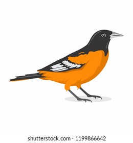 Baltimore Oriole Bird Vector Illustration