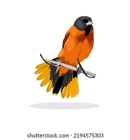 Baltimore Oriole Bird Vector Illustration