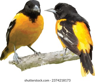 Baltimore Oriole Birds Perched on a Branch 