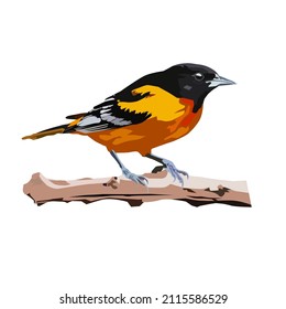 Baltimore Oriole Birds Vector Illustration