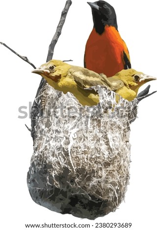 Baltimore Oriole (Icterus galbula) Bird Nest with Fledglings 