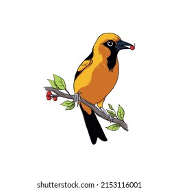 A Baltimore Oriole on a branch of a cherry plum. Watercolor drawing with a bird on a white background