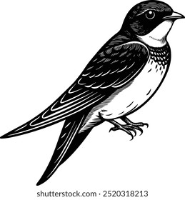 Bam Swallow Bird, Whit and Black , Illustrator, Image, White Background