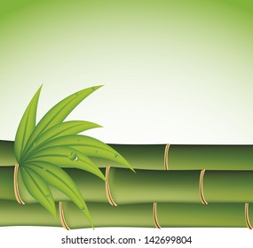 Bamboo