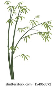 Bamboo