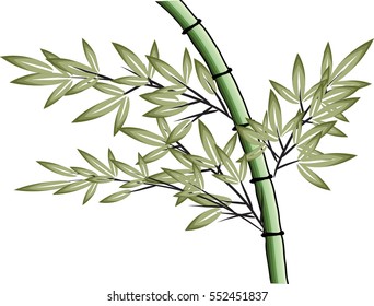 bamboo