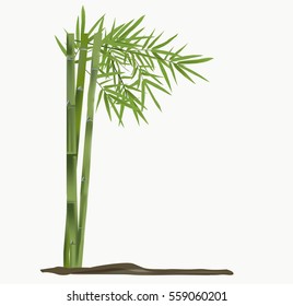 Bamboo