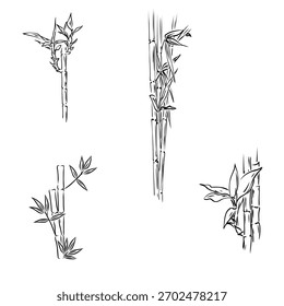 bamboo, Asian grass, vector sketch