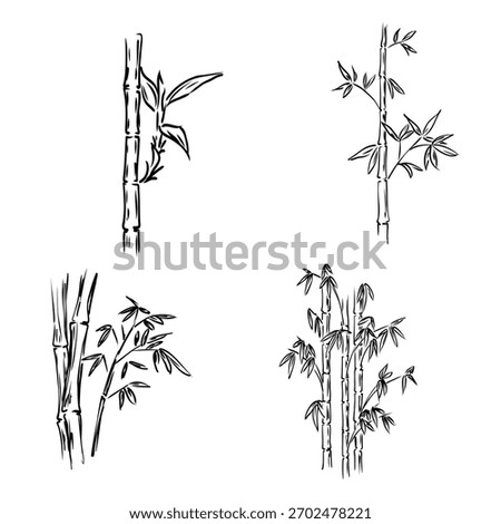 bamboo, Asian grass, vector sketch