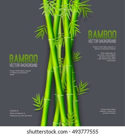 Bamboo  background concept. Vector illustration