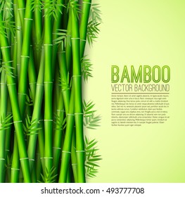 Bamboo  background concept. Vector illustration