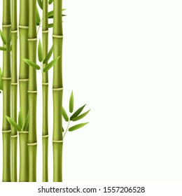 Bamboo background. Green bamboo rainforest stems, asian nature wallpaper in japanese style. Image frame border vector exotic traditional cultures illustration