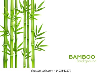 Bamboo background with place for text. Realistic vector illustration with green bamboo stems with leaves.