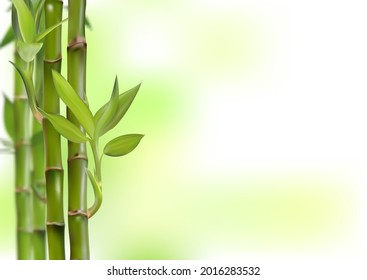 Bamboo background, realistic vector illustration, 3d