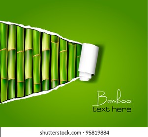 Bamboo Background With Ripped Paper. Vector Illustration.