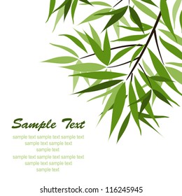 Bamboo background and sun, vector illustration