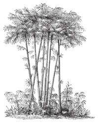 Bamboo (Bambusa) / Vintage Illustration From Meyers Konversations-Lexikon 1897