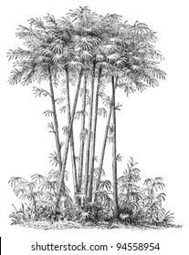 Bamboo (Bambusa) / vintage illustration from Meyers Konversations-Lexikon 1897