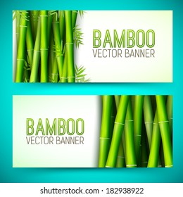 Bamboo banner concept. Vector illustration