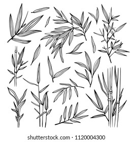 Bamboo black outline illustrations. Bamboo leaves tree set. Botanical hand drawn collection