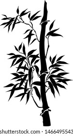 bamboo branch China plant vector