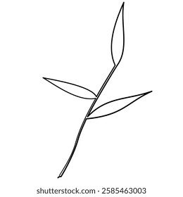 bamboo branch as design element, isolated. black and white illustration.
