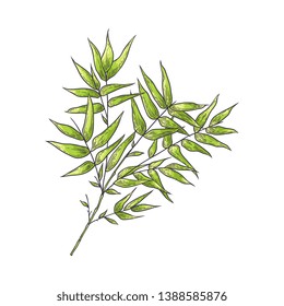 Bamboo branch with green leaves in sketch style isolated on white background. Hand drawn vector illustration of traditional asian bambu zen plant for natural floral design.