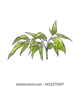 Bamboo branch with green leaves in sketch style isolated on white background - hand drawn vector illustration of traditional asian bambu zen plant for natural floral design.