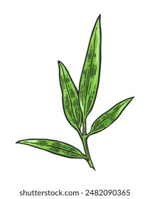 Bamboo branch with leaf. Hand drawn design element. Vintage color vector engraving illustration. Isolated on white background.