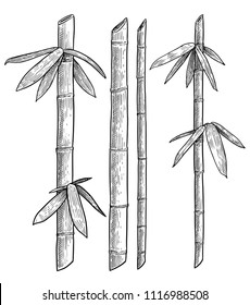 Bamboo branch, leaf illustration, drawing, engraving, ink, line art, vector