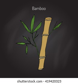 Bamboo branch with leaves. Hand drawn botanical vector illustration