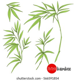 bamboo branch. Stock line vector illustration botanic flowers. 