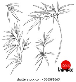 bamboo branch. Stock line vector illustration botanic flowers. Outline drawing.