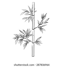 Bamboo Branches Isolated On The White Background. Sketch.