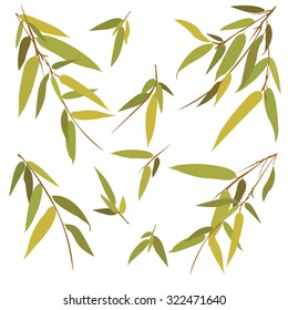 Bamboo branches isolated on white background. Vector illustration.