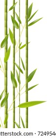 Bamboo branches with leaves