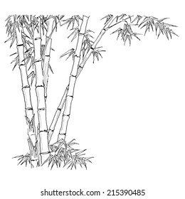 Bamboo branches on the white background. Vector illustration