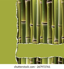 Bamboo branches under the green torn paper. Vector illustration.