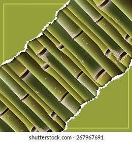 Bamboo branches under the torn paper. Vector illustration.