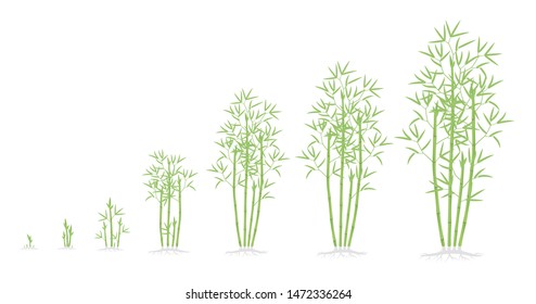 Bamboo Bush Growth Stages. Clumping Bamboos Ripening Period Progression. Bambusa Bambos Tree Life Cycle Animation Plant Phases. With Roots. Green Leaves.