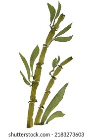 Bamboo cane branch green leaves watercolour Chinese ink wash painting style brush stroke vector, natural growing tropical panda food plant artistic digital artwork logo tattoo design or border.  