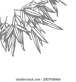 Bamboo in chinese style. Isolated on white background. Hand drawn decorative element. Vector illustration.