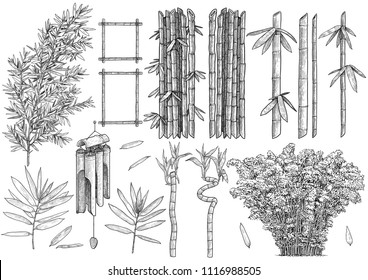 Bamboo colelction illustration, drawing, engraving, ink, line art, vector