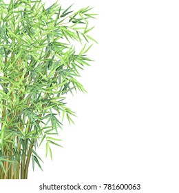 Bamboo with copyspace. Realistic vector illustration on white background for card, banner and poster design. 