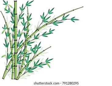 bamboo design vector