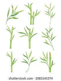 Bamboo as Evergreen Perennial Flowering Plant with Hollow Stem and Green Leaf Vector Set